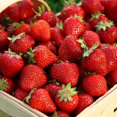 Земляника (крупноплодная) Марисоль изображение 1 артикул 5774