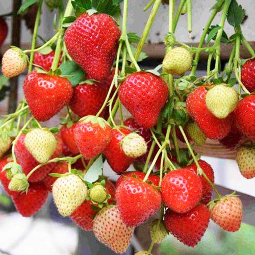 Земляника (крупноплодная) Моллинг Аллюр артикул фото 1 Земляника (крупноплодная) Моллинг Аллюр изображение 1 артикул 01271