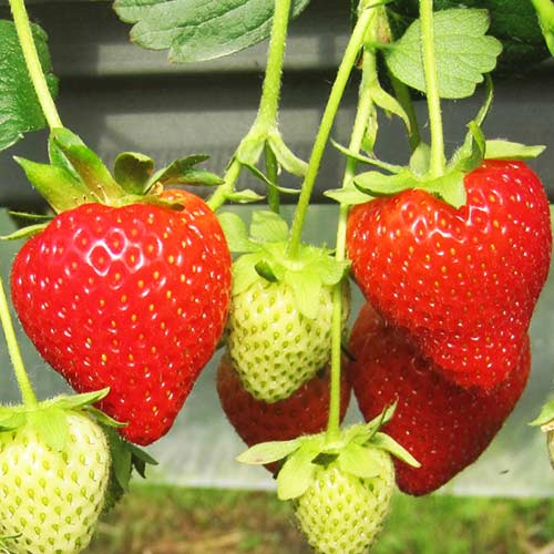 Земляника ремонтантная (крупноплодная) Моллинг Чемпион изображение 1 артикул 01272