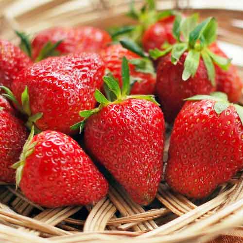 Земляника (крупноплодная) Моллинг Столетие изображение 1 артикул 5785