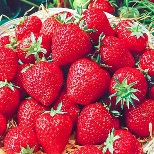 Земляника (крупноплодная) Настена Сластена изображение 1 артикул 9843