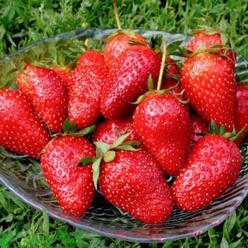 Земляника крупноплодная Нью Айленд изображение 1 артикул 1501