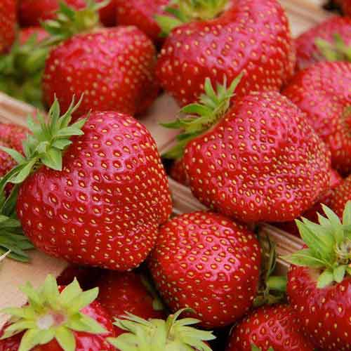 Земляника (крупноплодная) Олимпия изображение 1 артикул 5777