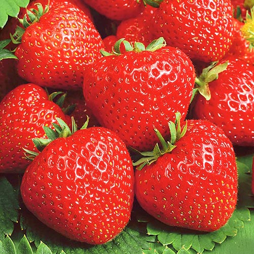 Земляника (крупноплодная) Сальса изображение 1 артикул 9881