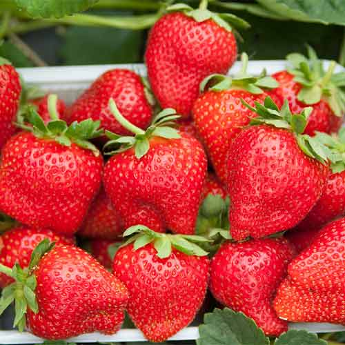 Земляника (крупноплодная) Сандра изображение 1 артикул 5775