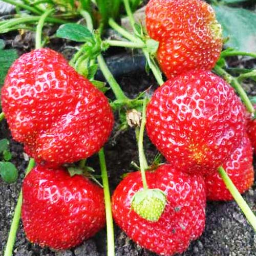 Земляника (крупноплодная) Симфония изображение 1 артикул 01276