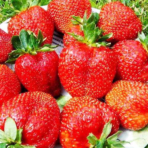 Земляника (крупноплодная) Скала изображение 1 артикул 01277