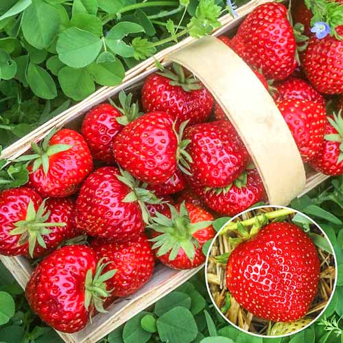 Земляника (крупноплодная) Славутич изображение 1 артикул 9845