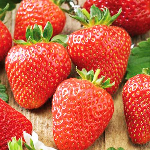 Земляника (крупноплодная) Соната артикул фото 1 Земляника (крупноплодная) Соната изображение 1 артикул 01278