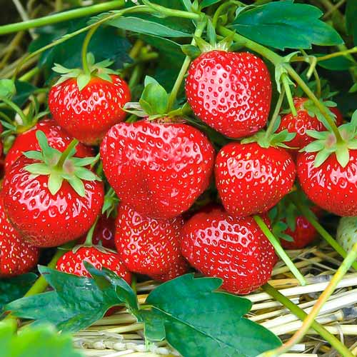 Земляника (крупноплодная) Сударушка изображение 1 артикул 9847