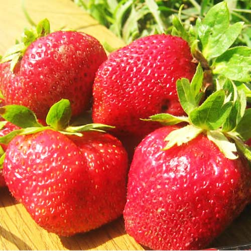 Земляника (крупноплодная) Таго артикул фото 1 Земляника (крупноплодная) Таго изображение 1 артикул 01279