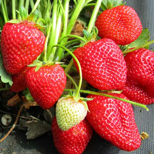 Земляника (крупноплодная) Талия артикул фото 1 Земляника (крупноплодная) Талия изображение 1 артикул 01280