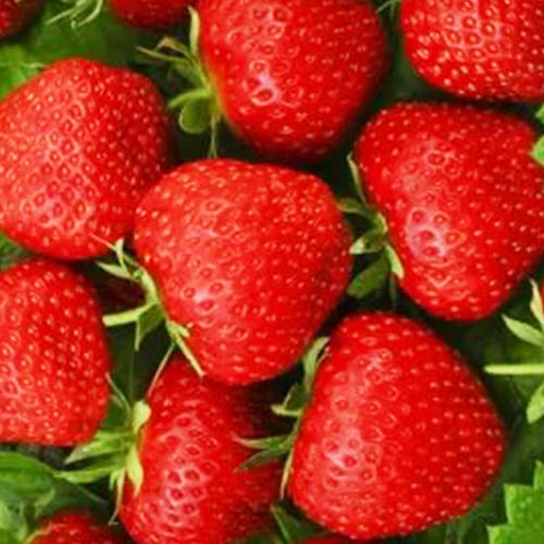 Земляника (крупноплодная) Тенира изображение 1 артикул 01281