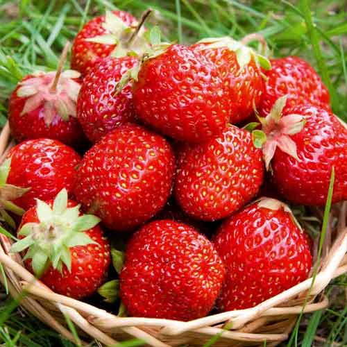 Земляника (крупноплодная) Верона изображение 1 артикул 5780
