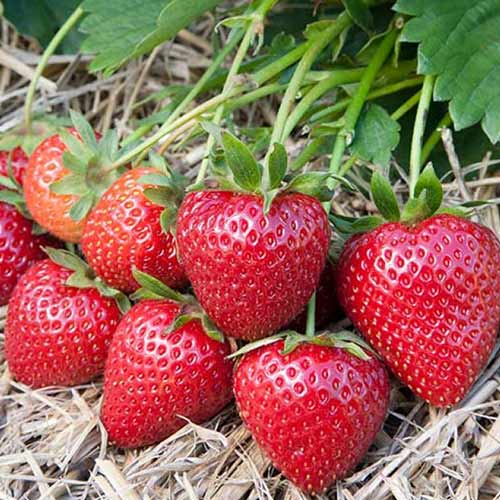 Земляника (крупноплодная) Вибрант изображение 1 артикул 01252
