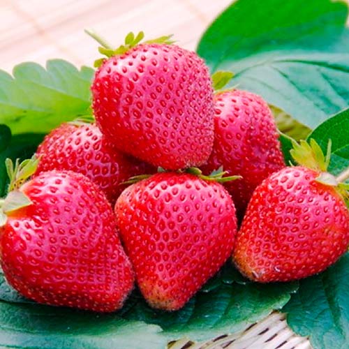 Земляника (крупноплодная) Вима Ксима артикул фото 1 Земляника (крупноплодная) Вима Ксима изображение 1 артикул 01253