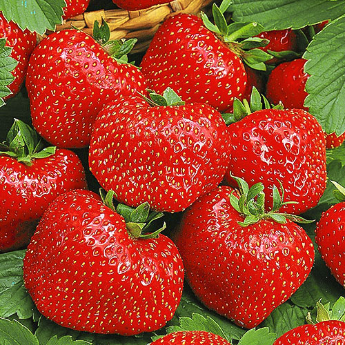 Земляника (крупноплодная) Вима Тарда артикул фото 1 Земляника (крупноплодная) Вима Тарда изображение 1 артикул 9806