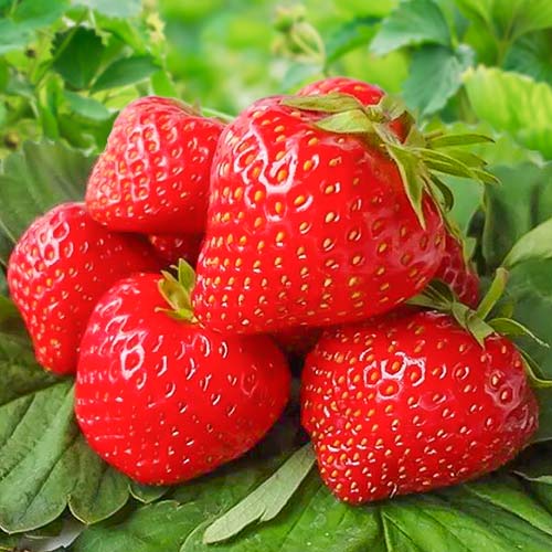 Земляника (крупноплодная) Вима Занта изображение 1 артикул 9807