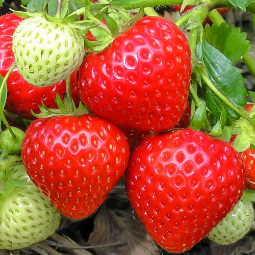 Земляника (крупноплодная) Выставочная изображение 1 артикул 9840