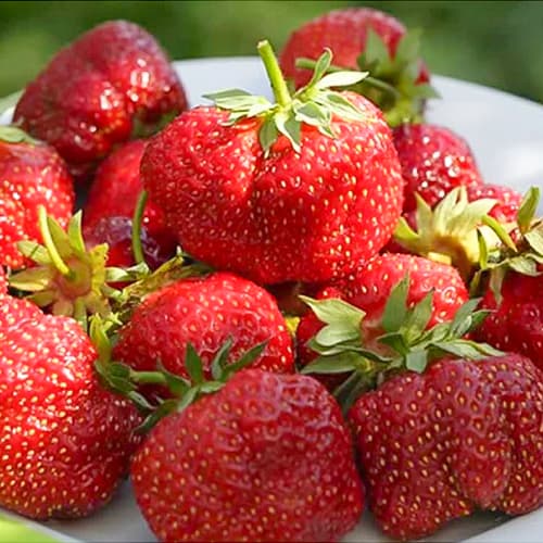 Земляника крупноплодная Зефир изображение 1 артикул 1503