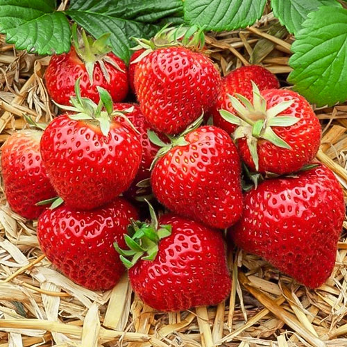 Земляника (крупноплодная) Зенга Зенгана изображение 1 артикул 9809