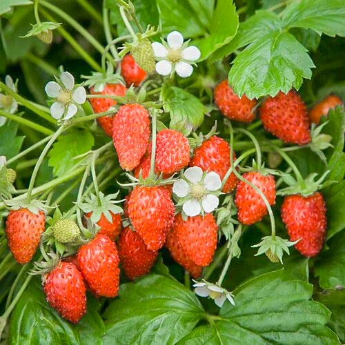 Земляника (мелкоплодная) Барон Солемахер артикул фото 1 Земляника (мелкоплодная) Барон Солемахер изображение 1 артикул 9604