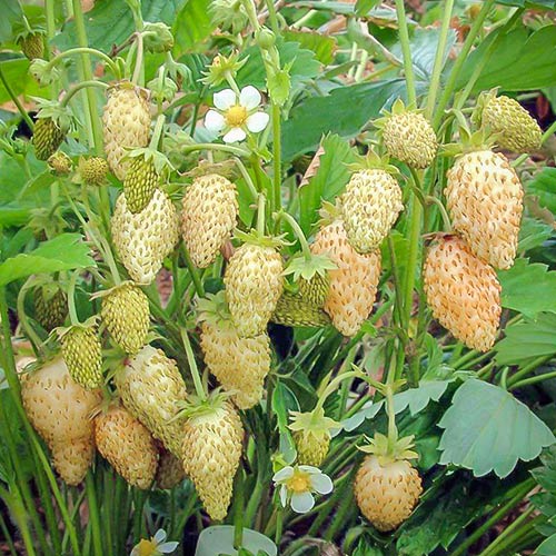 Земляника (мелкоплодная) Желтое чудо изображение 1 артикул 9605