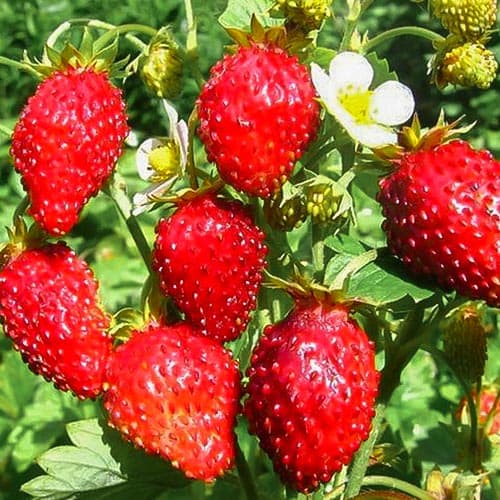 Земляника (мелкоплодная) Лесная Сказка изображение 1 артикул 4921