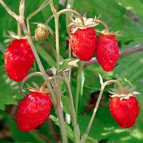 Земляника (мелкоплодная) Мармеладная изображение 1 артикул 4925