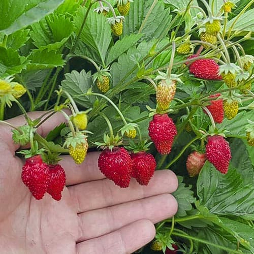 Земляника (мелкоплодная) Мечта изображение 1 артикул 4926