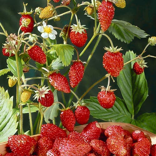Земляника (мелкоплодная) Мираж изображение 1 артикул 4929