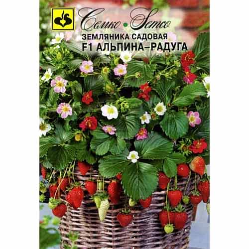 Земляника ремонтантная мелкоплодная Альпина Радуга F1 Семко изображение 1 артикул 94235