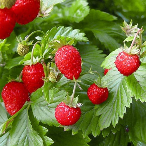 Земляника (мелкоплодная) Розеа изображение 1 артикул 4927