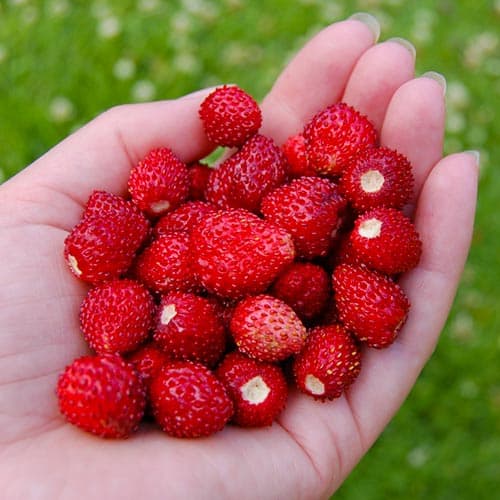 Земляника (мелкоплодная) Рюген изображение 1 артикул 4923