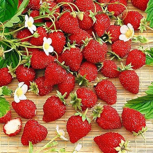 Земляника (мелкоплодная) Волшебство изображение 1 артикул 4928