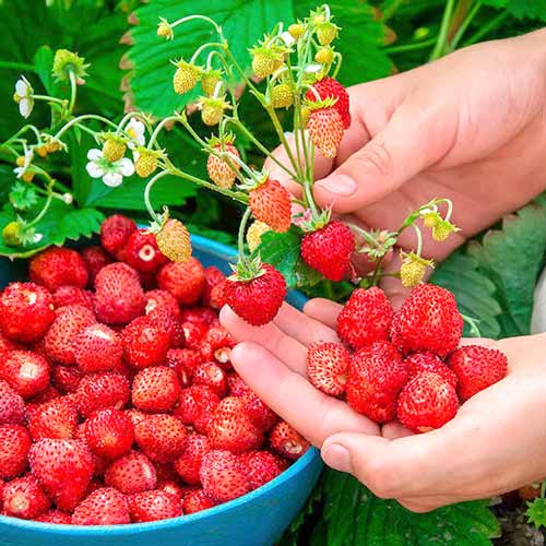 Земляника (мелкоплодная) Времена года изображение 1 артикул 9603