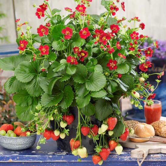 Земляника Ред Бьюти изображение 1 артикул 8088