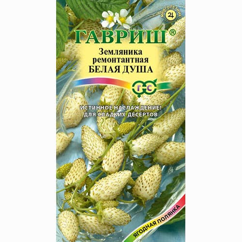 Земляника мелкоплодная ремонтантная Белая душа Гавриш изображение 1 артикул 65237