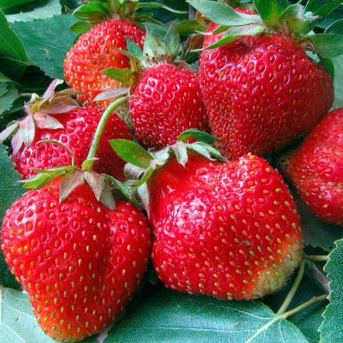 Земляника ремонтантная (крупноплодная) Аромас изображение 1 артикул 01293