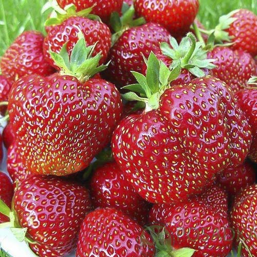 Земляника ремонтантная (крупноплодная) Большая Ненси изображение 1 артикул 9613