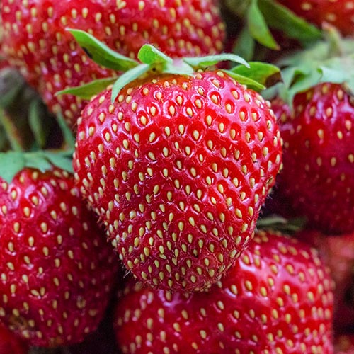 Земляника ремонтантная (крупноплодная) Диамант изображение 1 артикул 9890