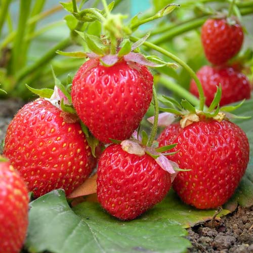 Земляника ремонтантная (крупноплодная) Королева Виктория изображение 1 артикул 9814