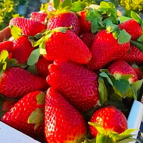 Земляника ремонтантная (крупноплодная) Ксанте изображение 1 артикул 1622