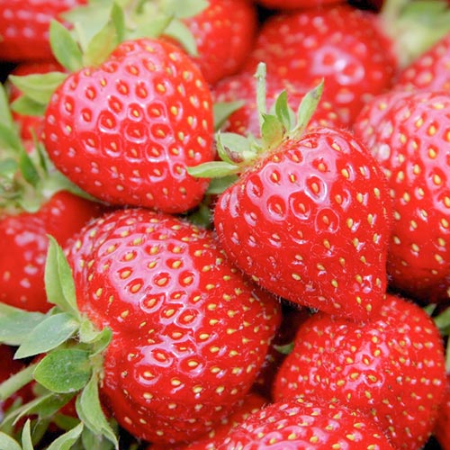 Земляника ремонтантная (крупноплодная) Маэстро изображение 1 артикул 9893