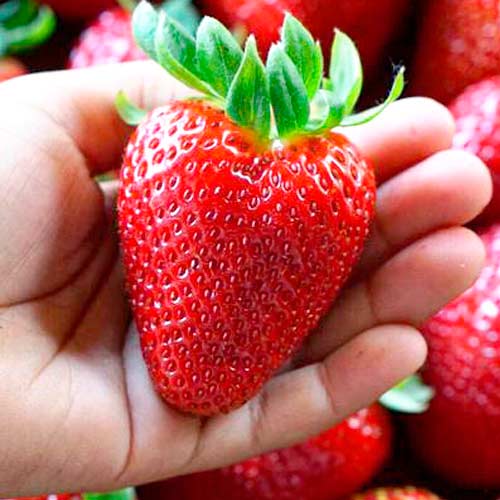 Земляника ремонтантная (крупноплодная) Монтерей изображение 1 артикул 98161