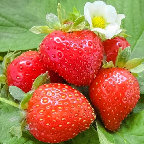Земляника ремонтантная (крупноплодная) Свит Эви изображение 1 артикул 9821