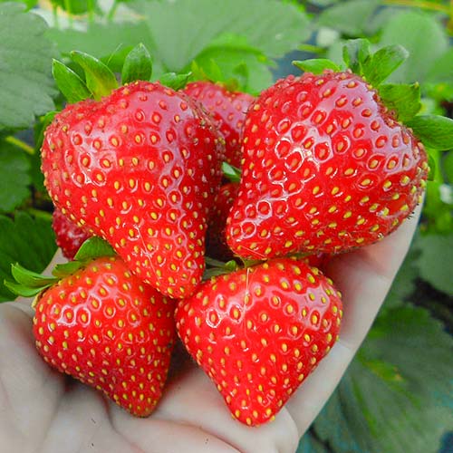 Земляника ремонтантная (крупноплодная) Вима Рина изображение 1 артикул 9808