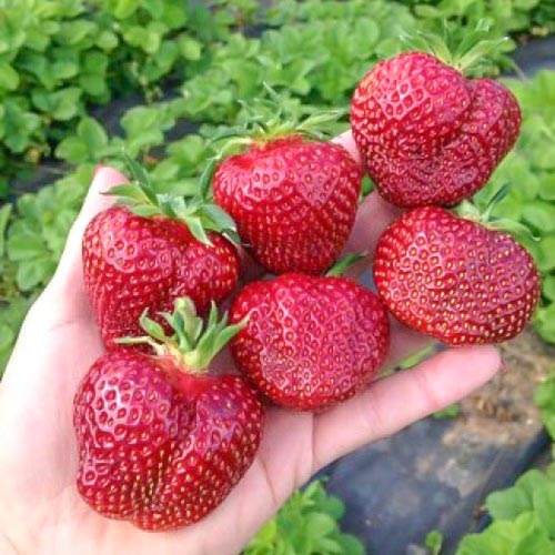 Земляника (крупноплодная) Вивальди изображение 1 артикул 9889