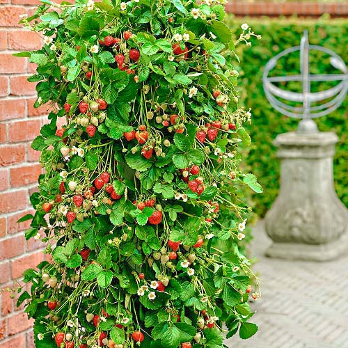 Земляника ремонтантная (крупноплодная) Вьющаяся изображение 1 артикул 9811