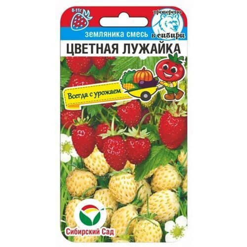 Земляника ремонтантная мелкоплодная Цветная лужайка Сибирский Сад изображение 1 артикул 98175
